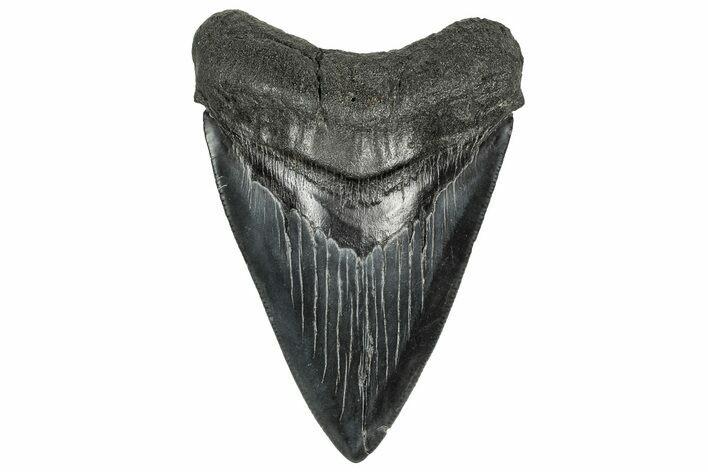 Serrated, Fossil Megalodon Tooth - South Carolina #328970